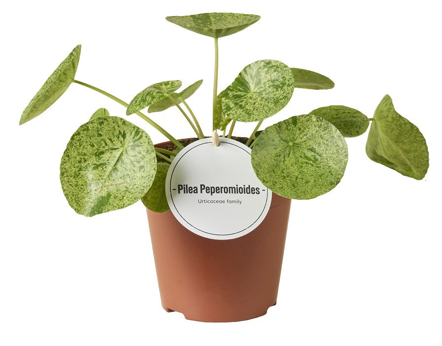 Pilea Mojito 25cm 12cm Pot