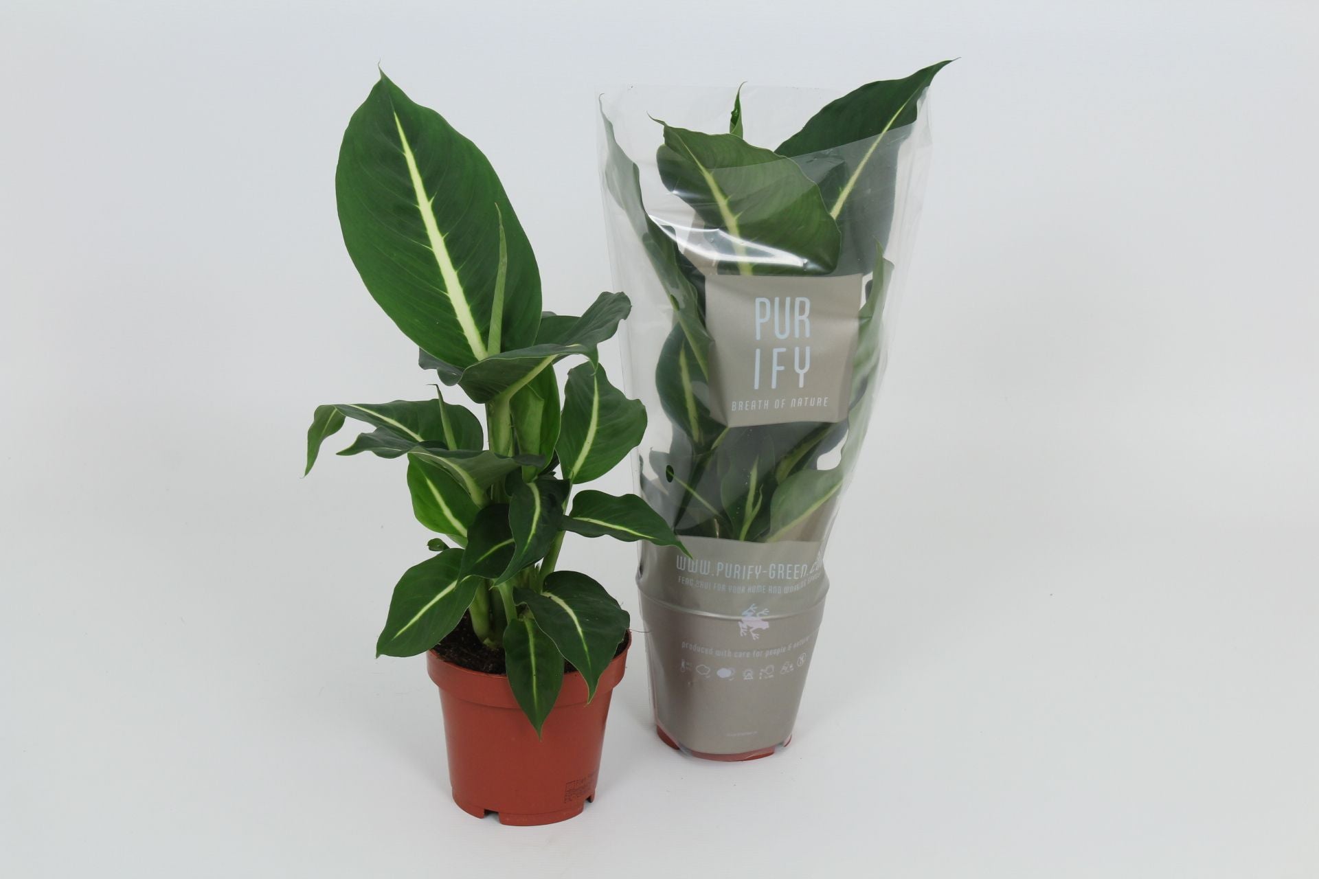Dieffenbachia Green Magic 40cm 12cm Pot