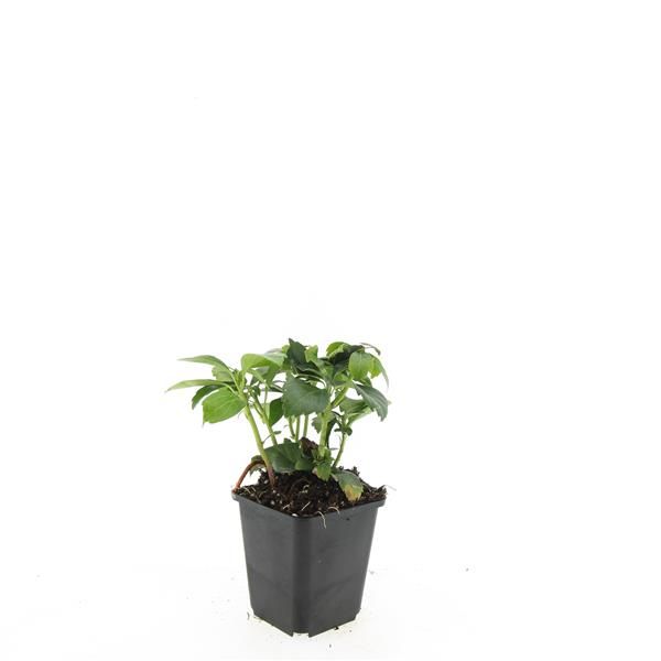 Pachysandra term. Green Carpet 10cm 9cm Pot