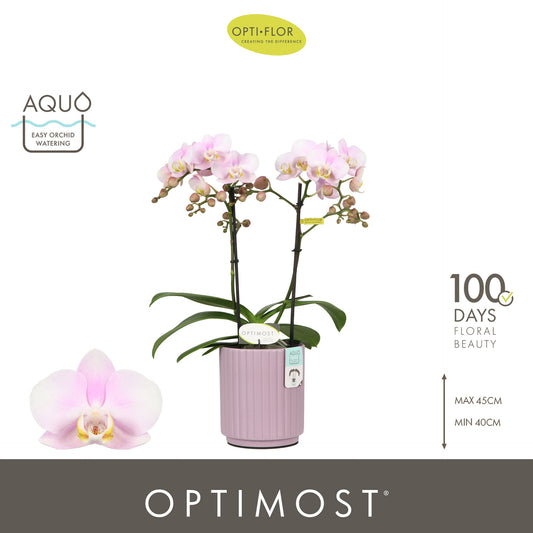 Phalaenopsis mf. Angel Eyes (+ drp.ceramic) 45cm 12cm Pot
