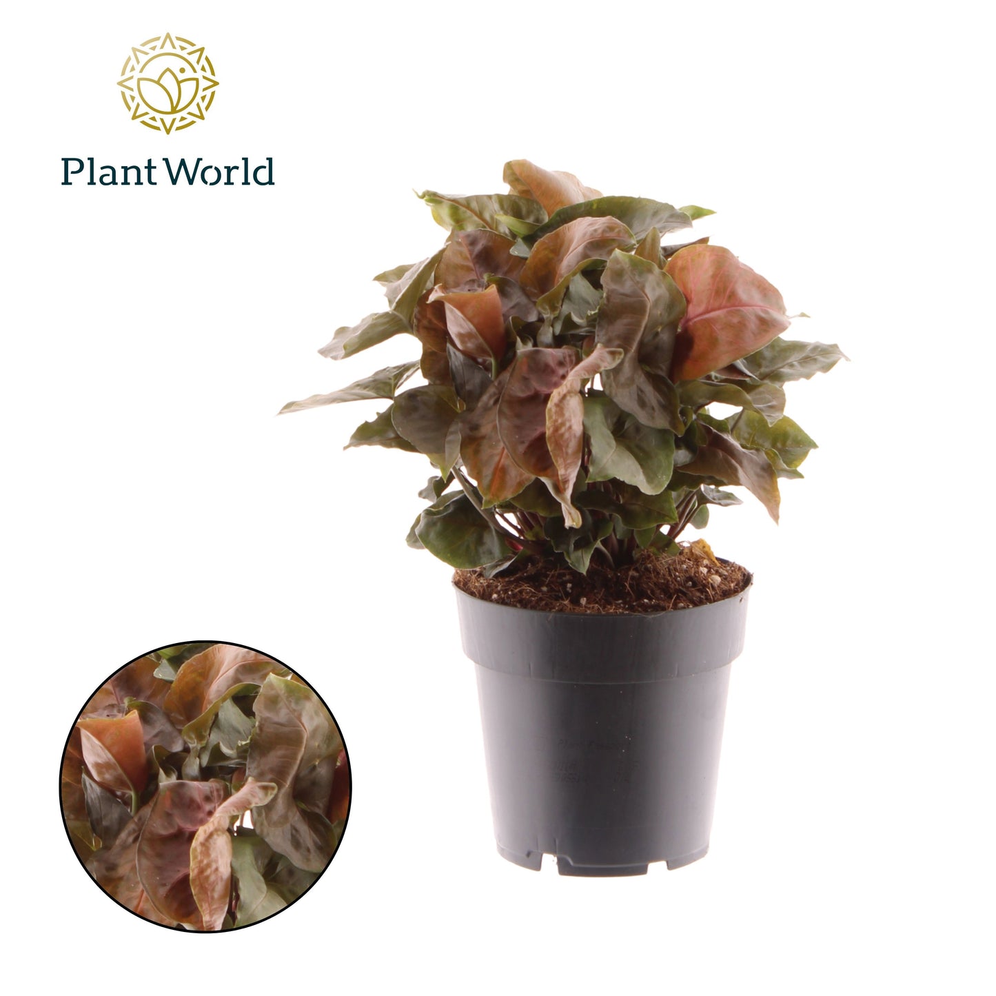 Syngonium Maria 20cm 14cm Pot