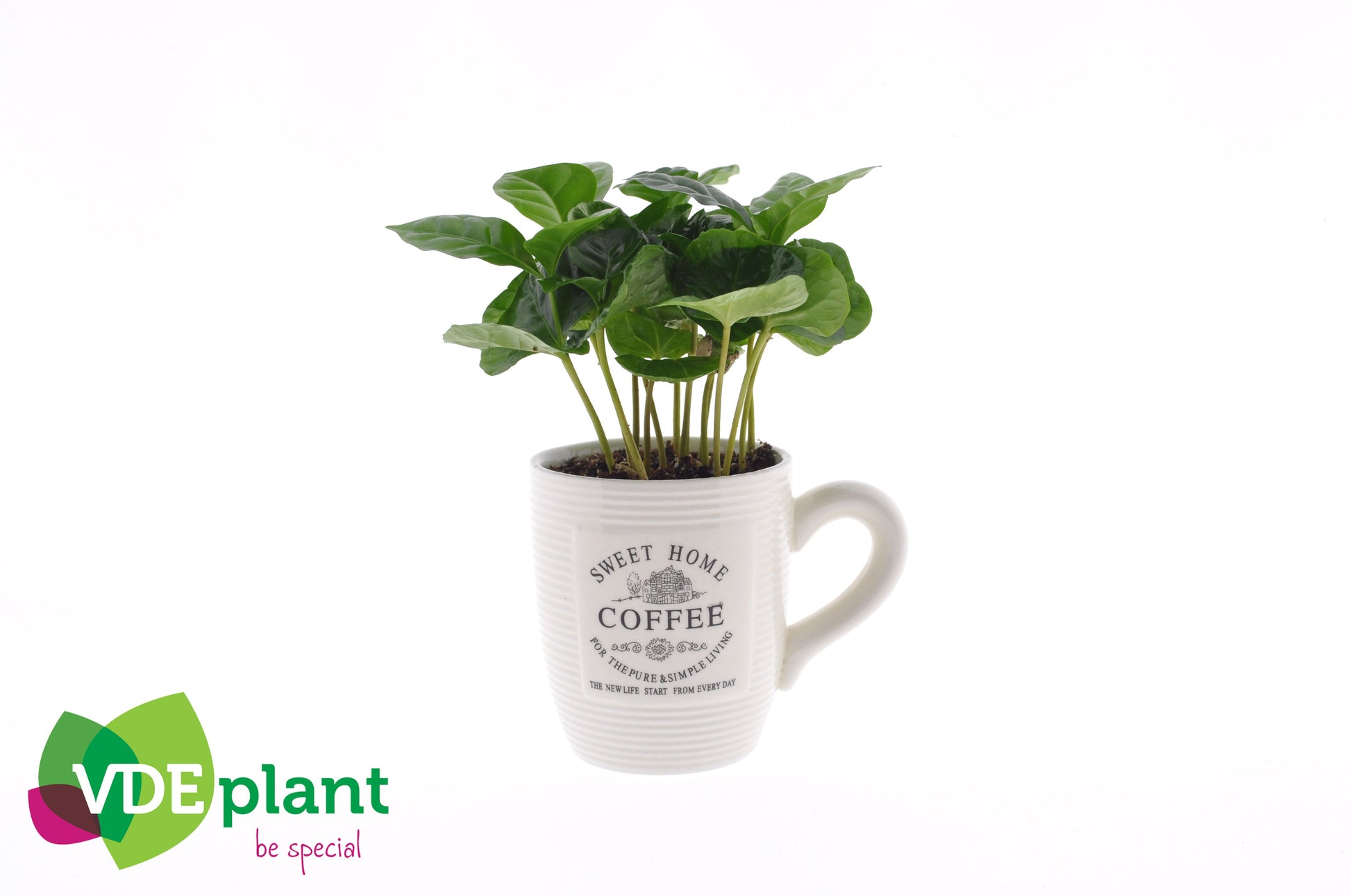 Coffea arabica in coffee mug 15cm 9cm Pot
