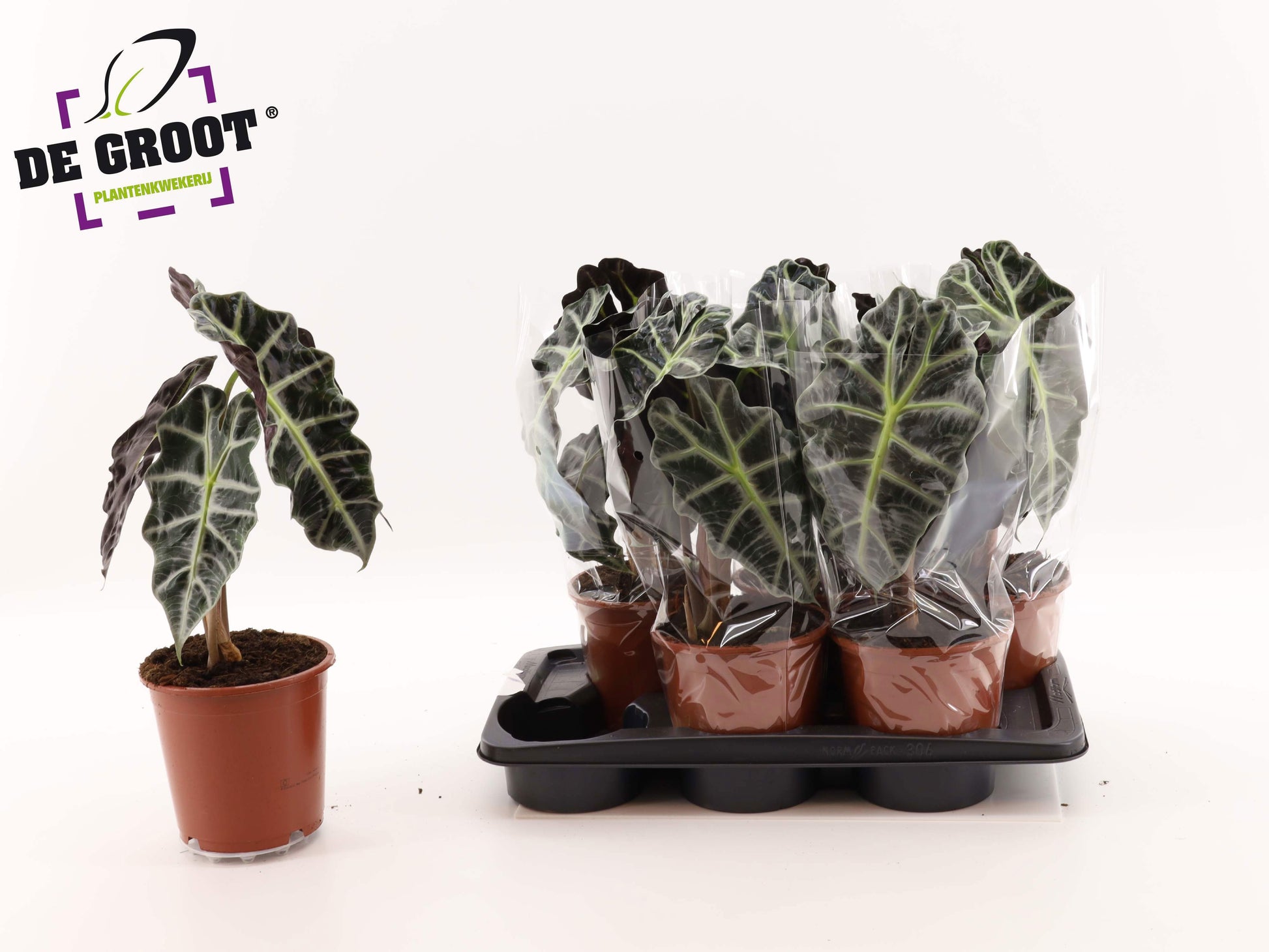 Alocasia Polly 45cm 17cm Pot