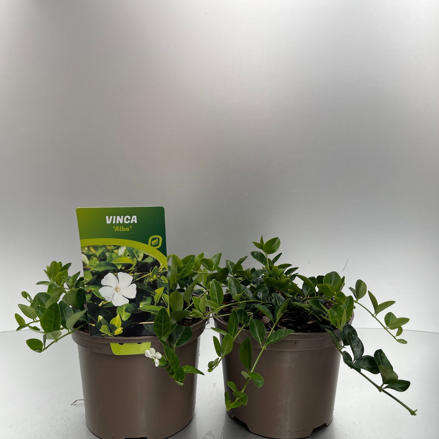 Vinca min. Alba 20cm 17cm Pot
