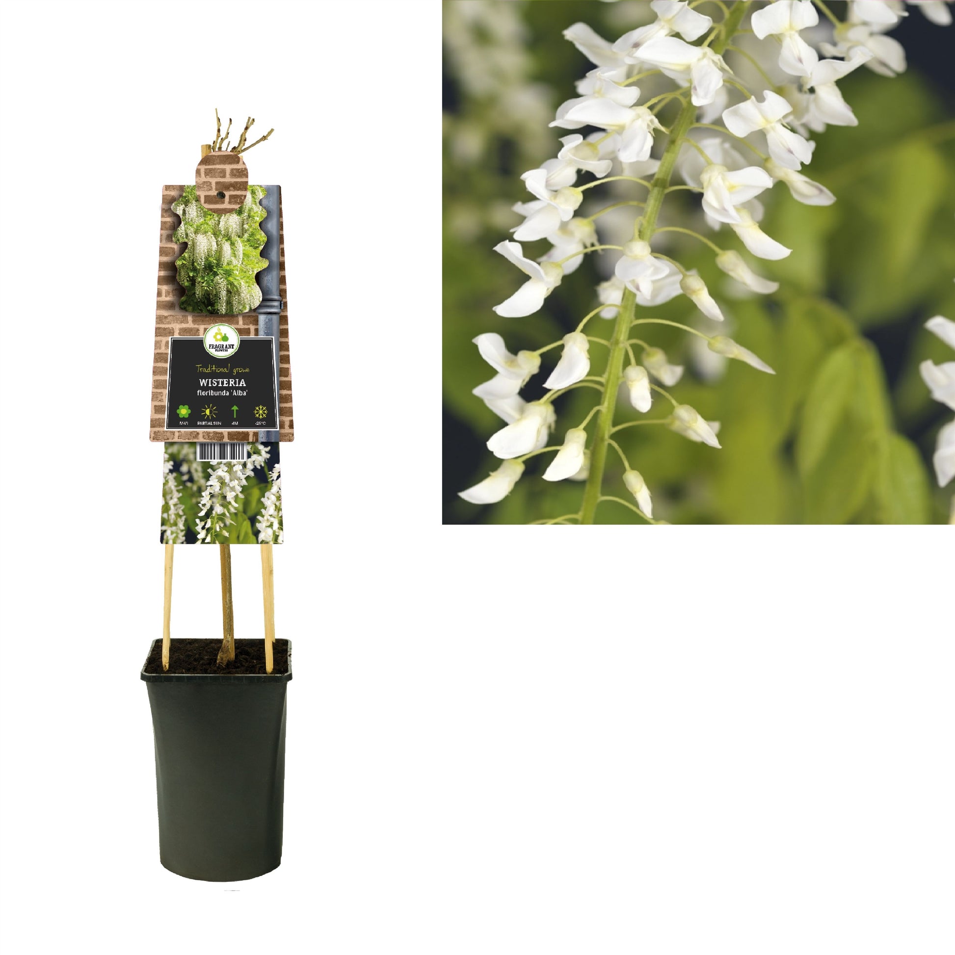 Wisteria flor. Alba 75cm 17cm Pot