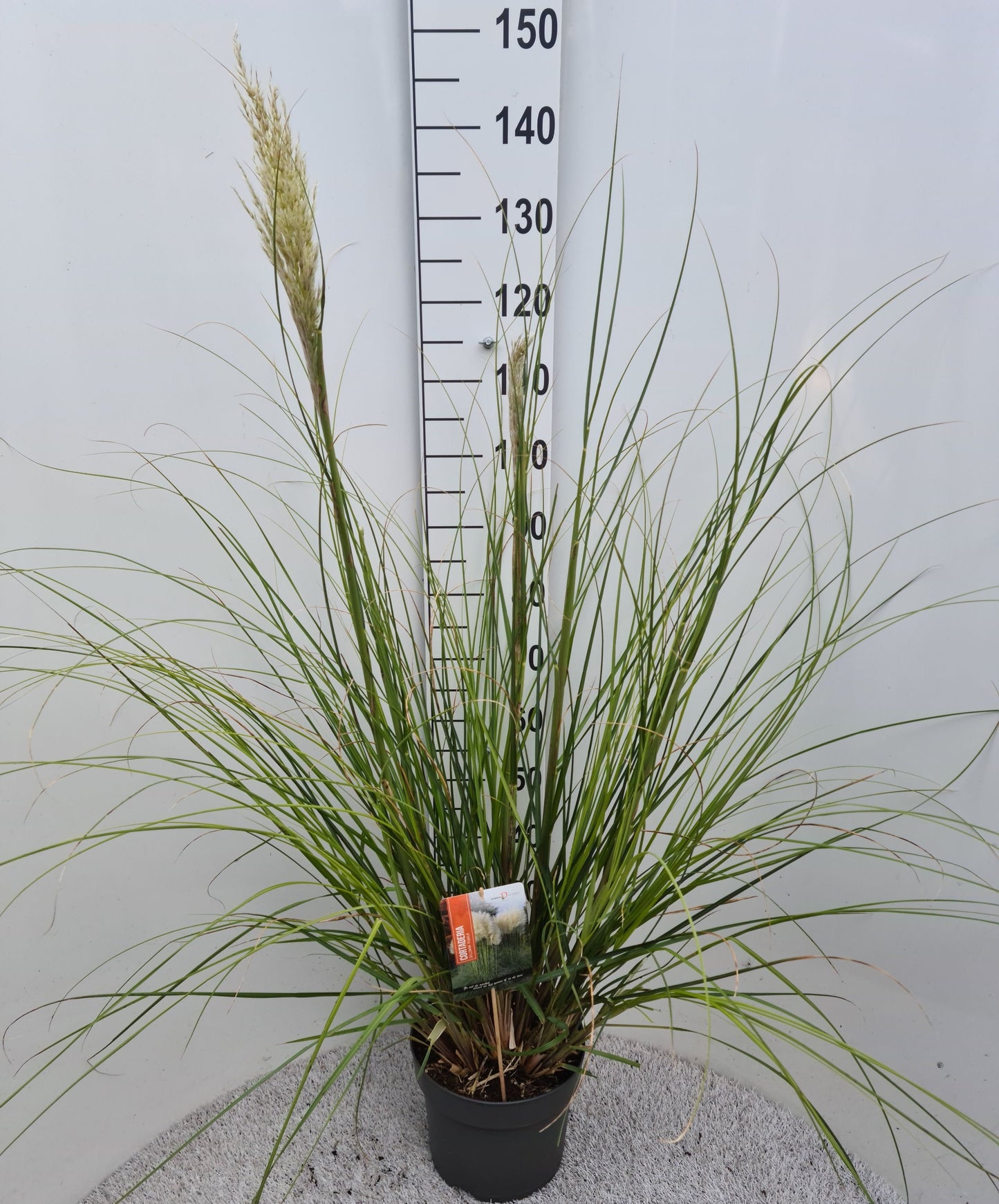 Cortaderia sel. Pumila 50cm 26cm Pot