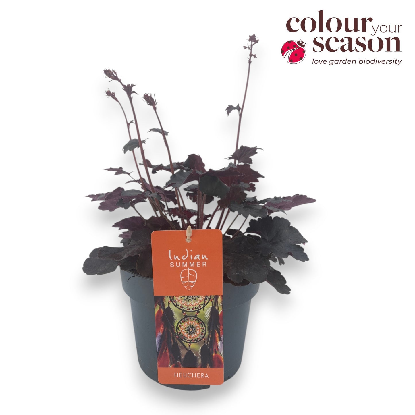 Heuchera Ind. Sum. Hip Hooray 50cm 19cm Pot