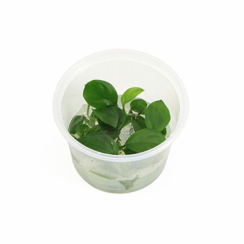 Anubias barteri 5cm 2cm Pot