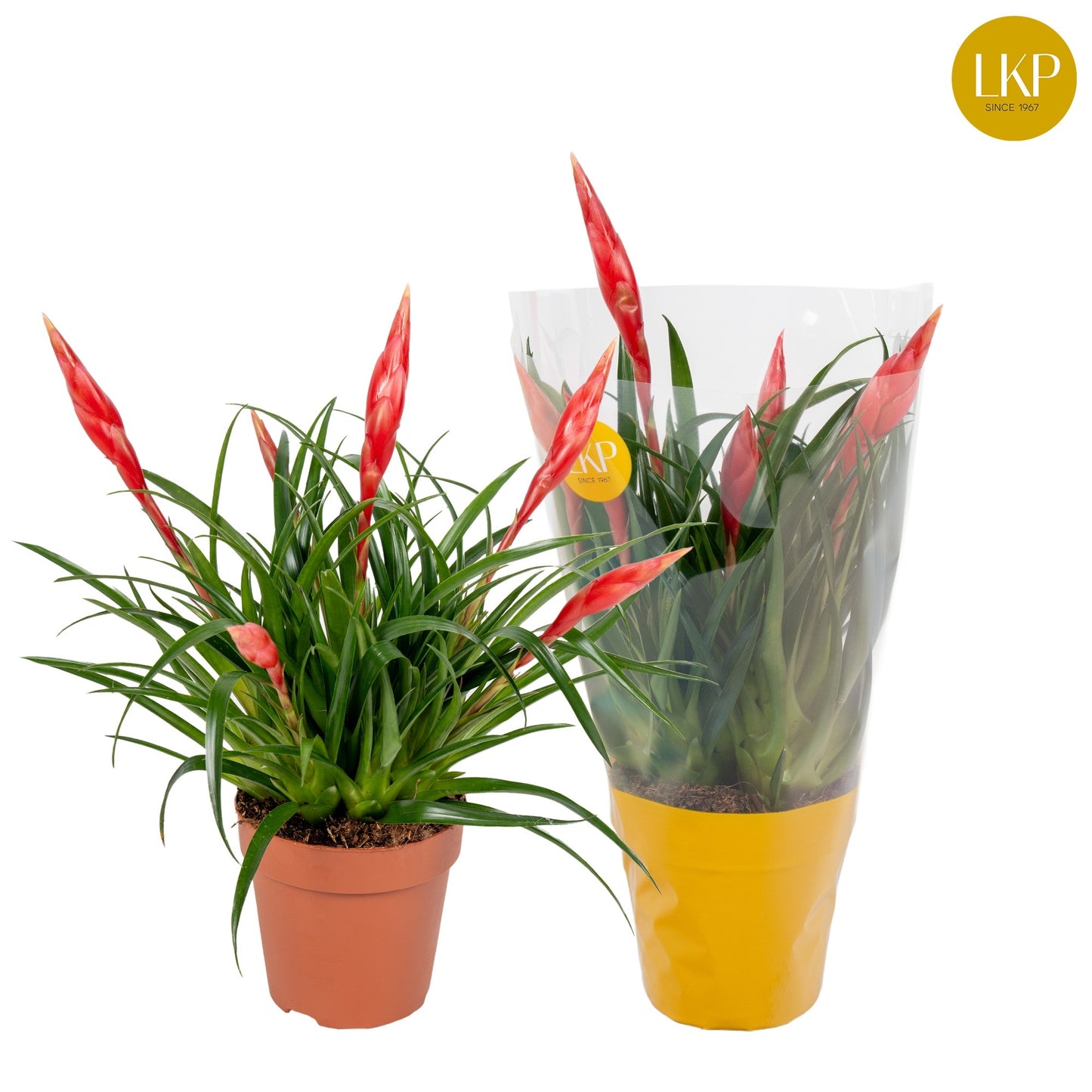 Vriesea Astrid 35cm 12cm Pot