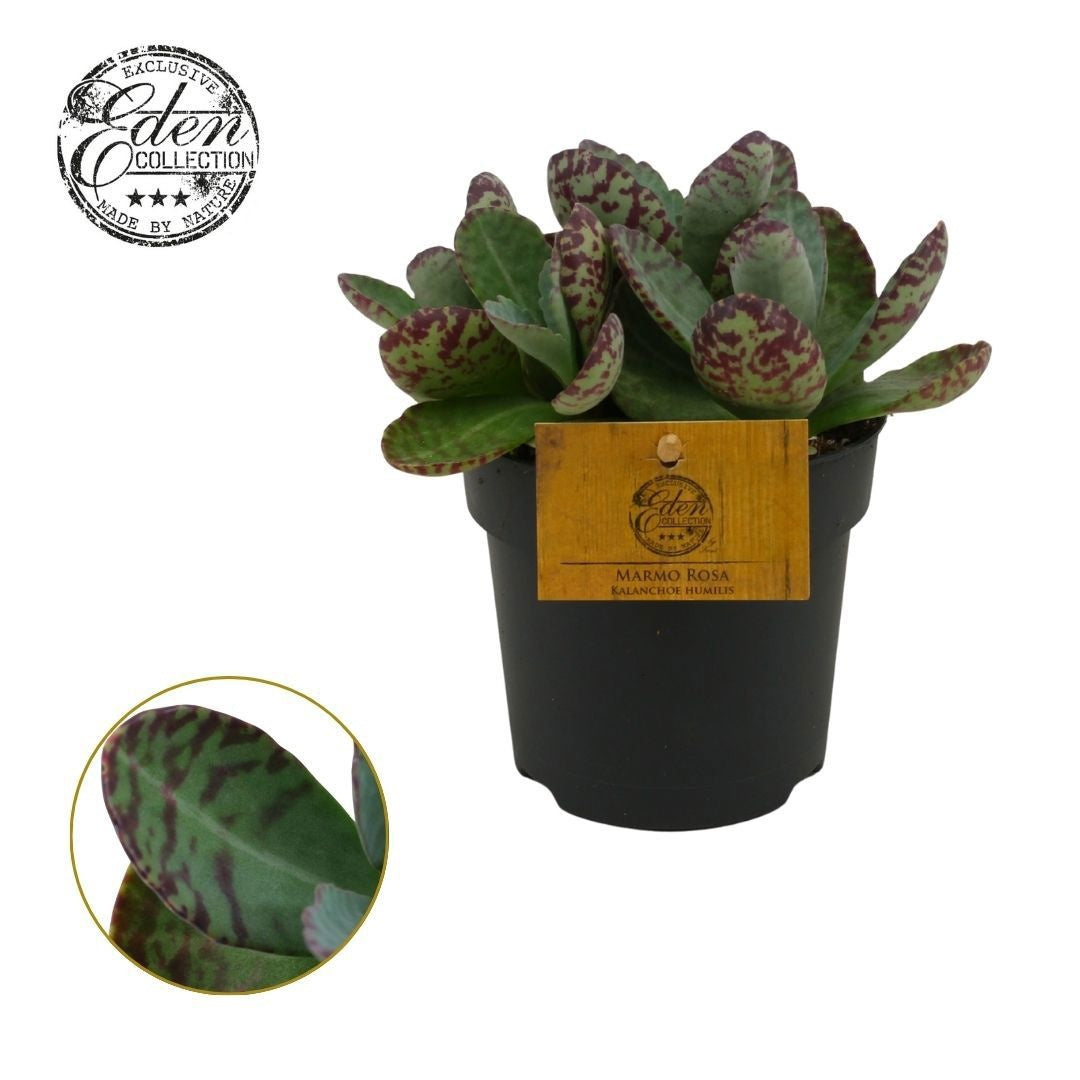 Kalanchoe humilis 30cm 12cm Pot