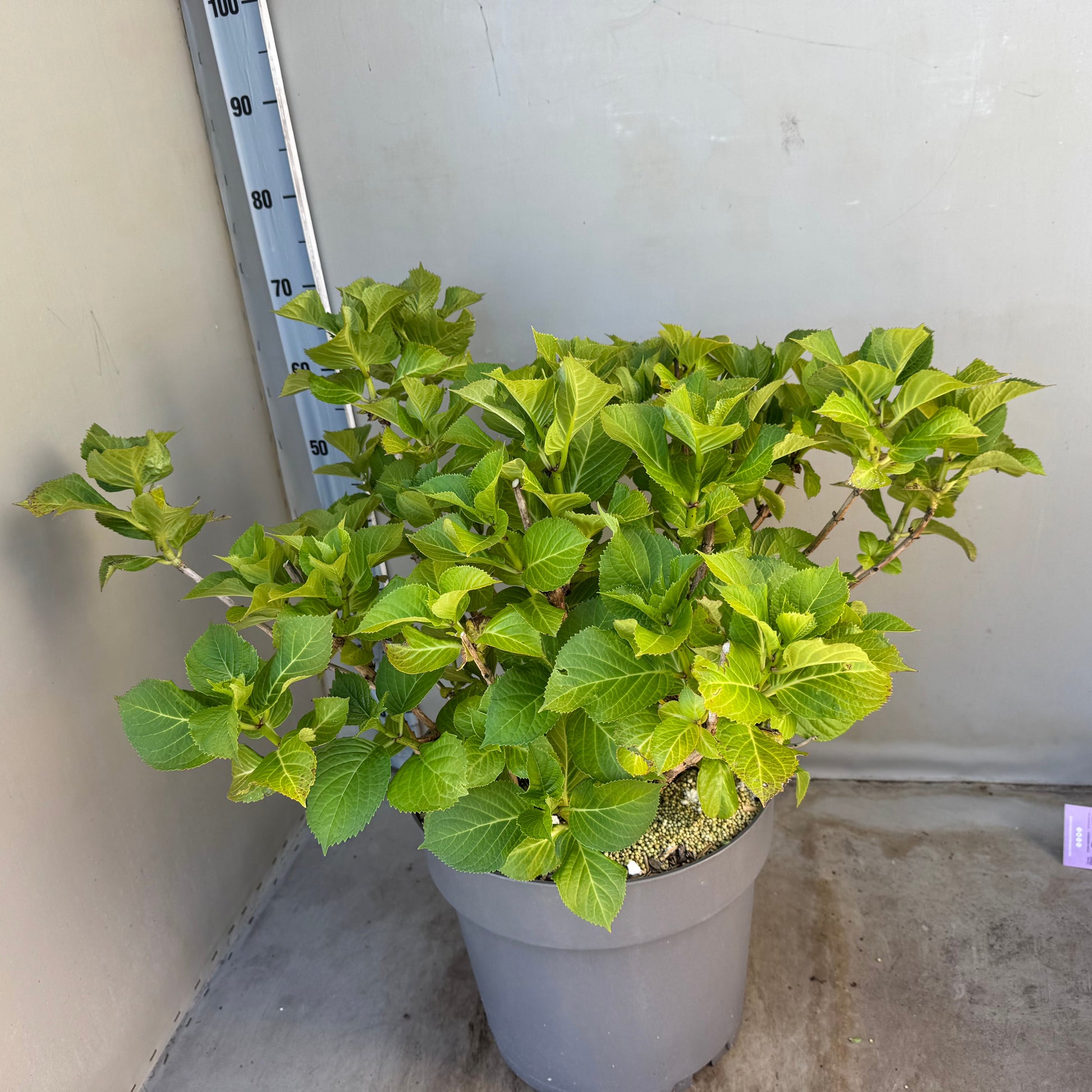 Hydrangea macr. Lacecap Blaumeise Blue 75cm 35cm Pot