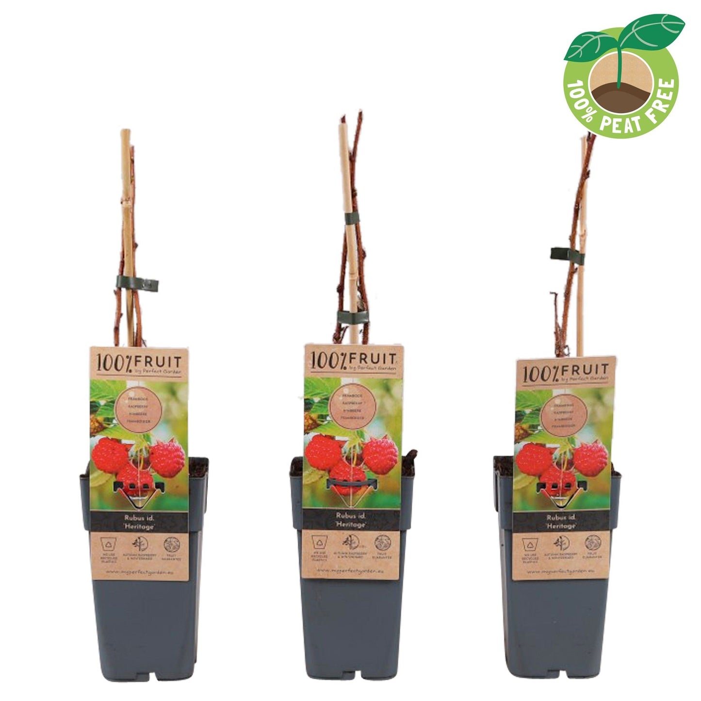 Rubus id. Heritage 50cm 15cm Pot
