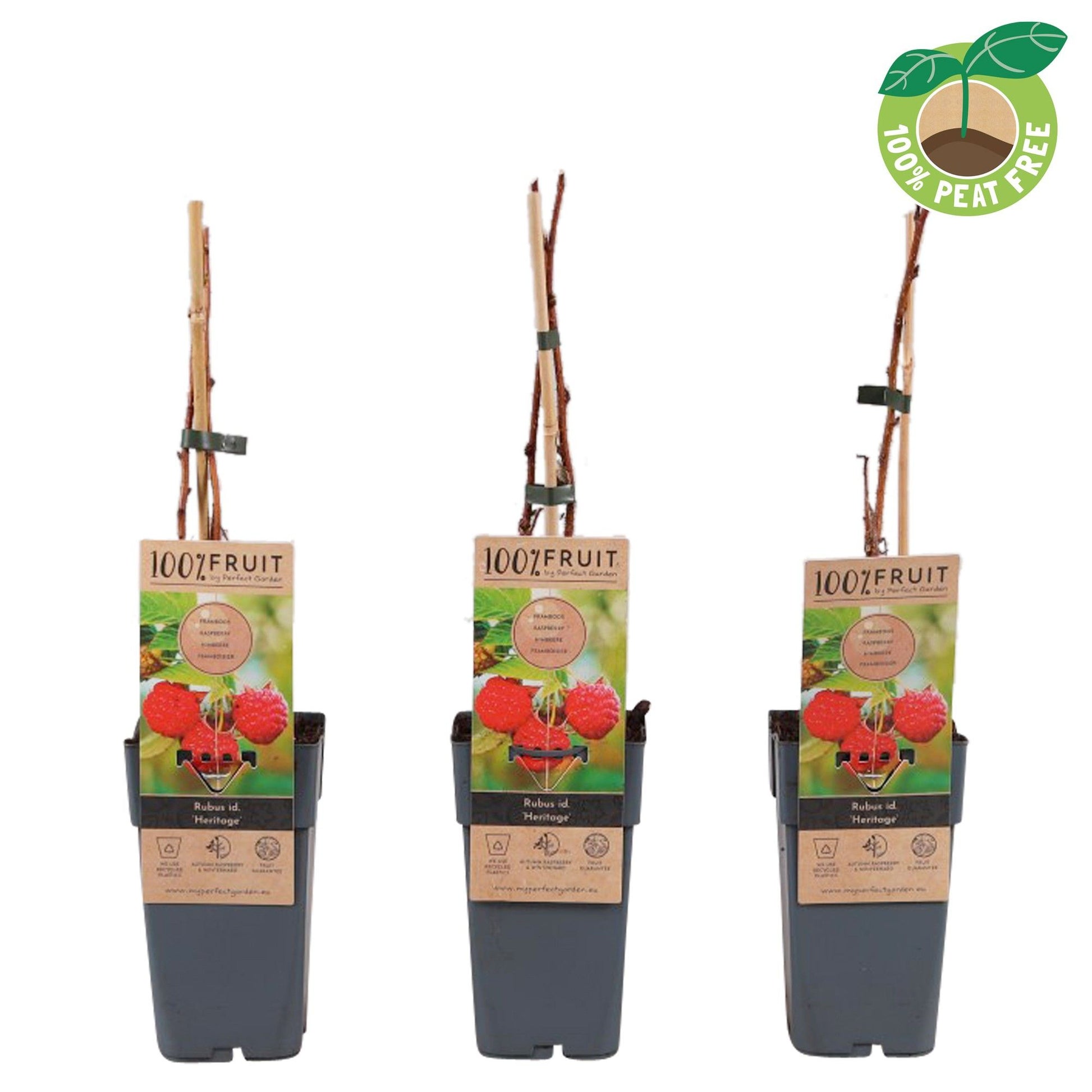 Rubus id. Heritage 50cm 15cm Pot