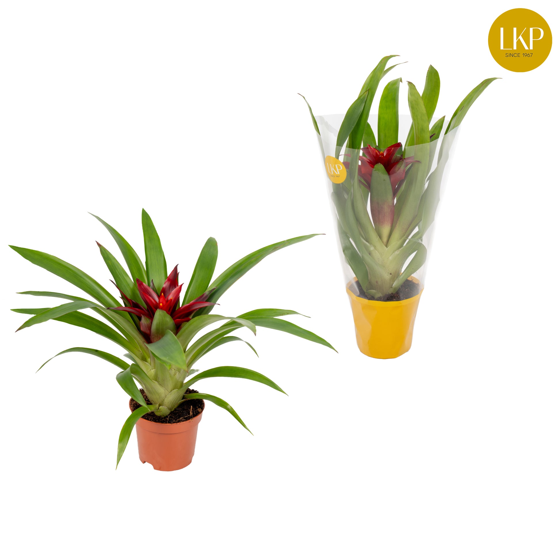Guzmania Glow 30cm 9cm Pot