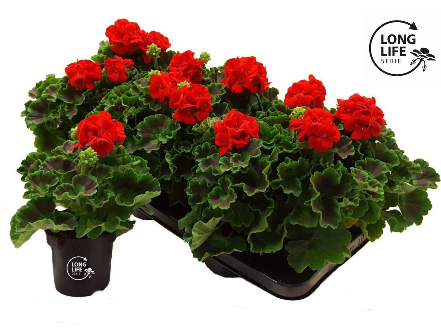 Pelargonium zon. red 22cm 510cm Pot