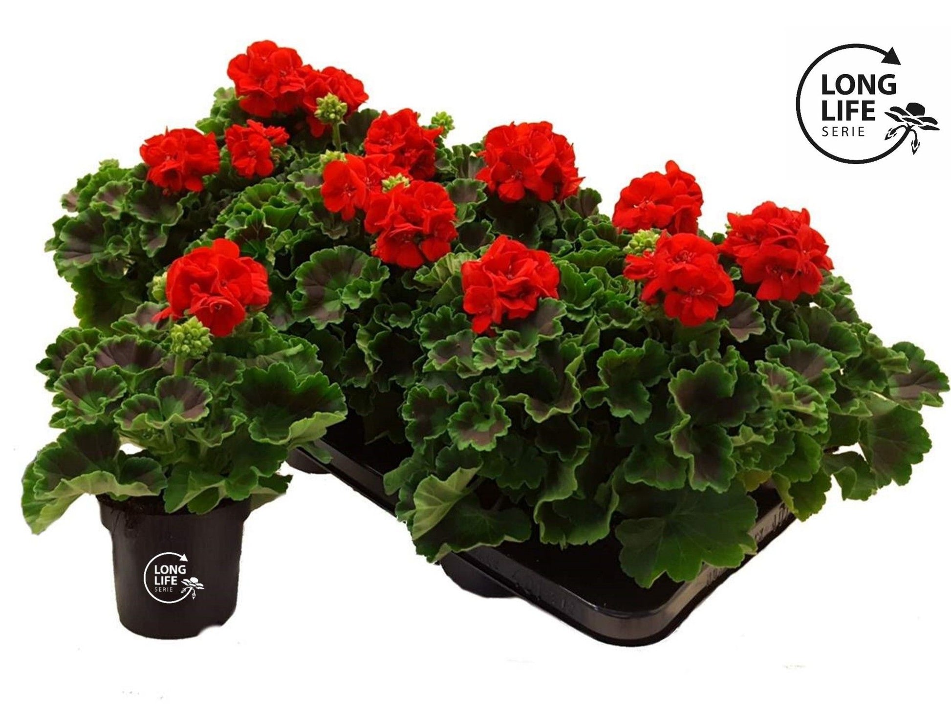 Pelargonium zon. red 22cm 510cm Pot