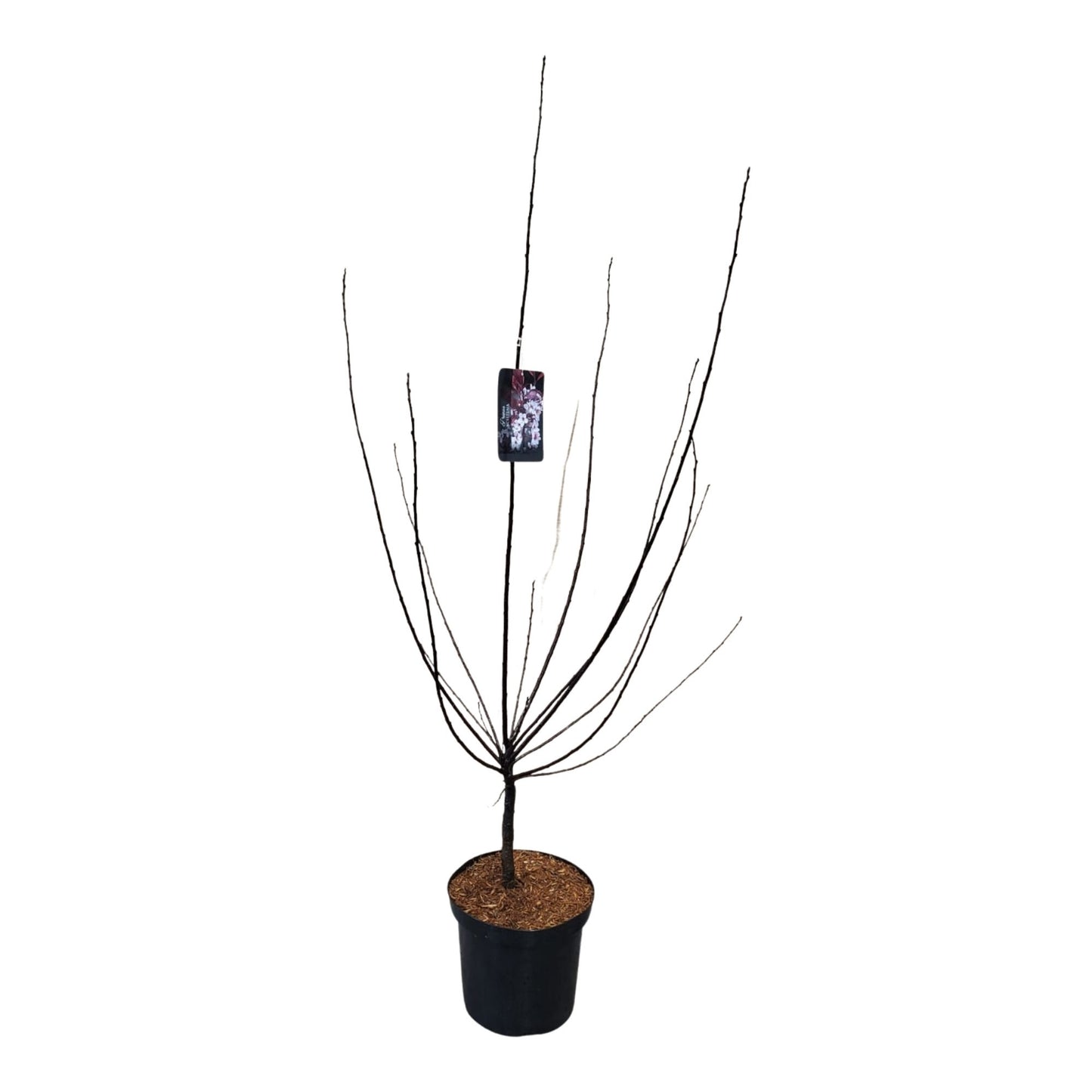 Prunus cistena halfstam 150cm 28cm Pot