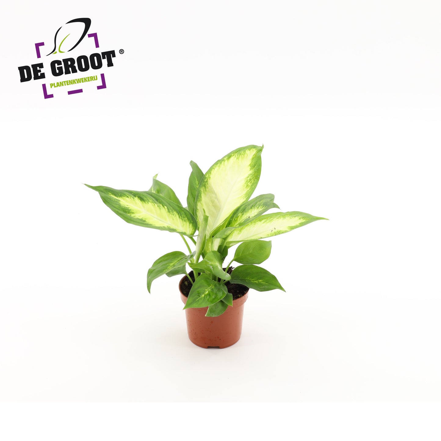 Dieffenbachia Camilla 25cm 9cm Pot