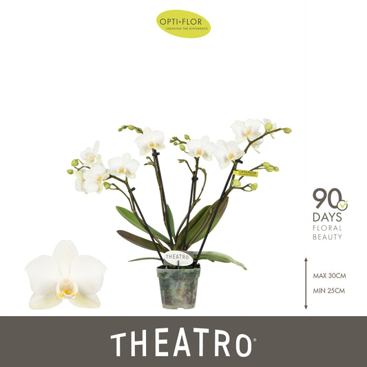 Phalaenopsis mf. Theatro Funk 30cm 7cm Pot