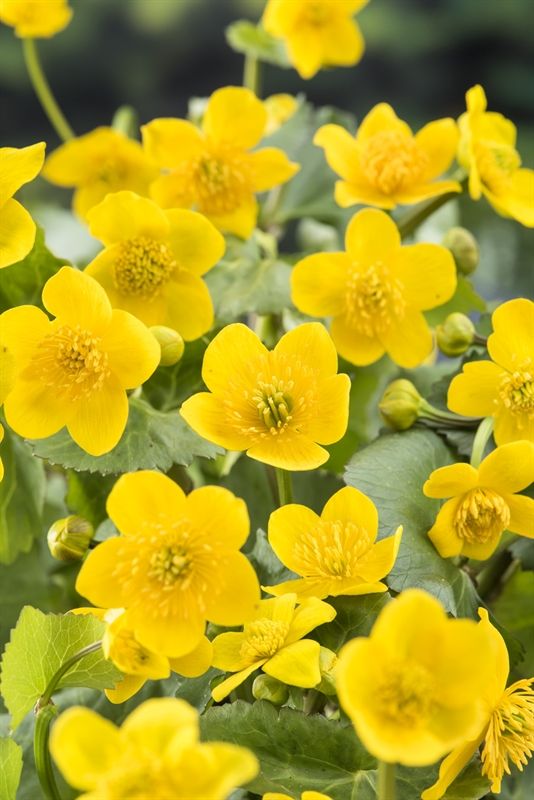 Caltha palustris 22cm 11cm Pot