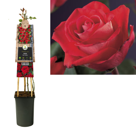 Rose Flammentanz 75cm 17cm Pot