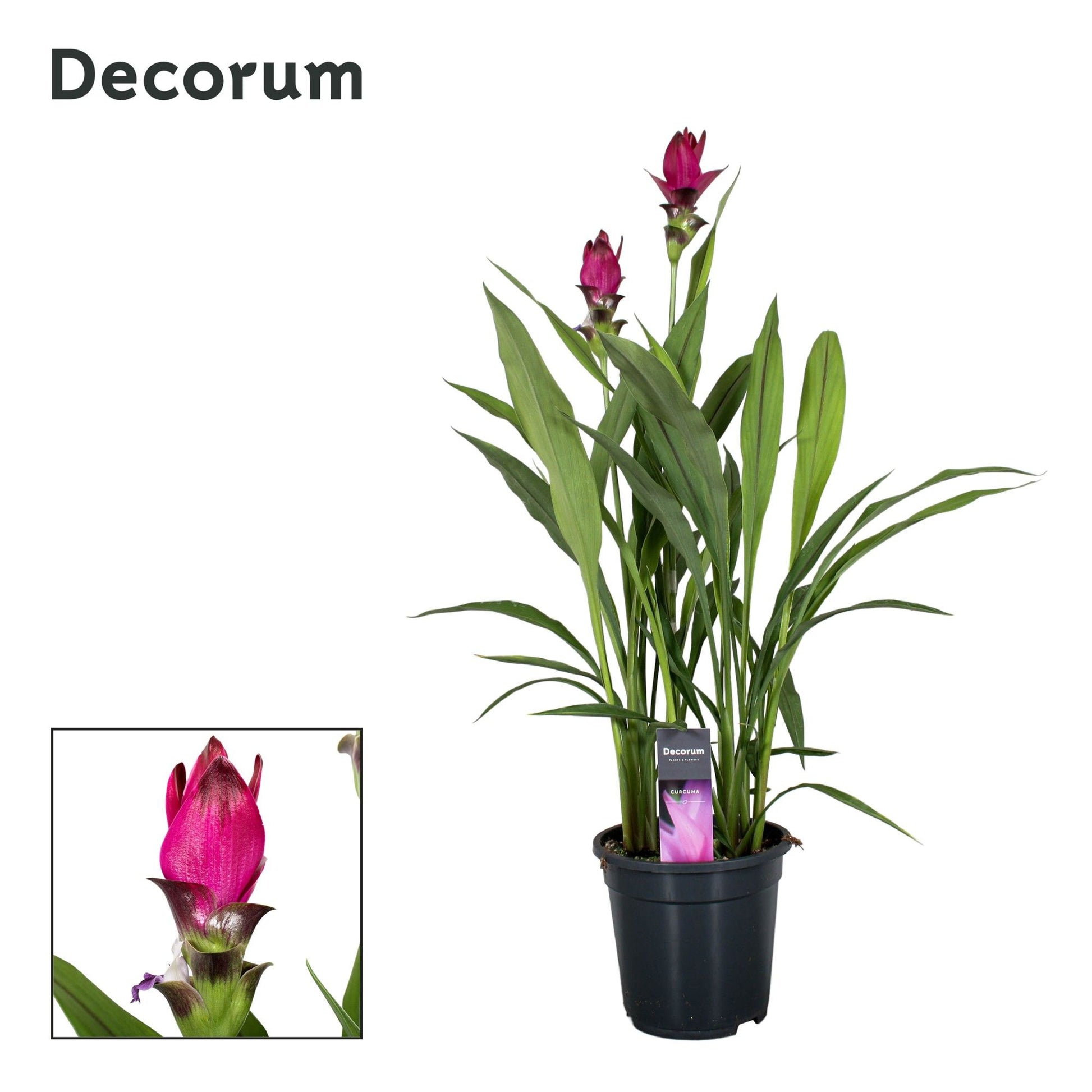 Curcuma Skyline 60cm 19cm Pot