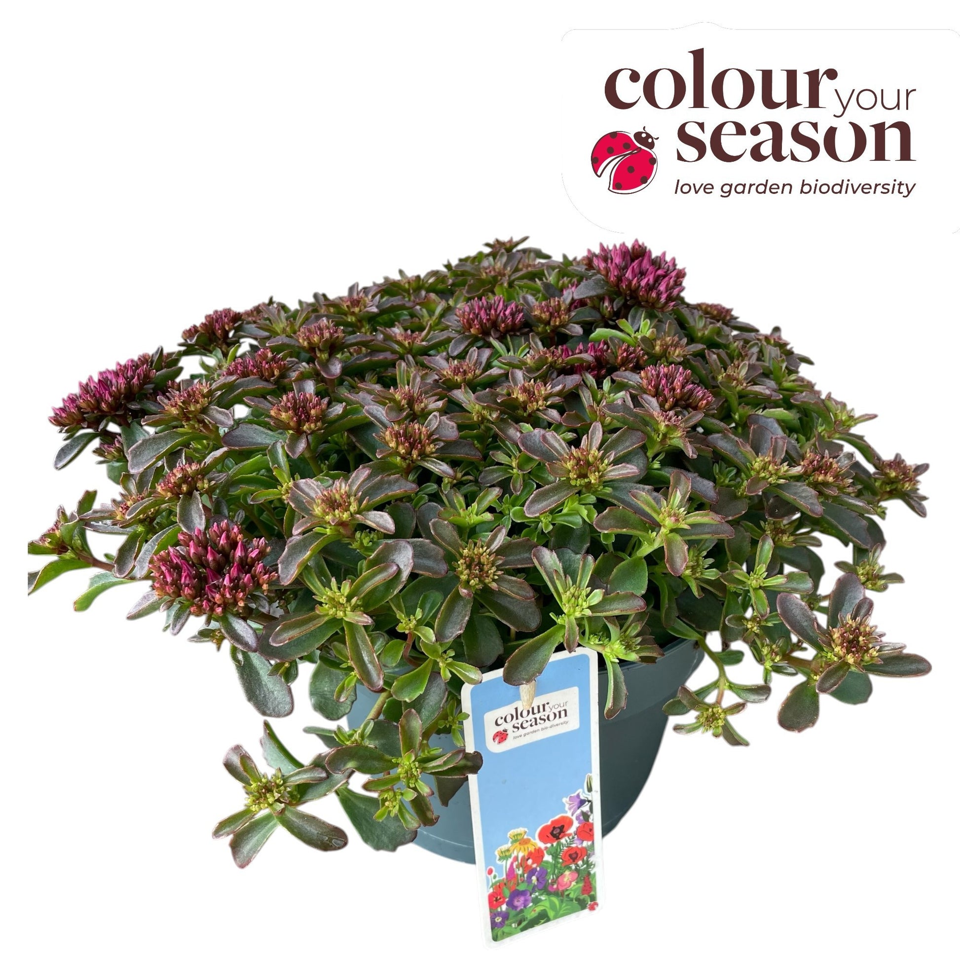 Sedum Spot on Deep Rose 40cm 19cm Pot