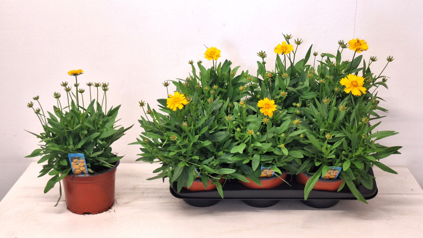 Coreopsis Corey Yellow 38cm 17cm Pot