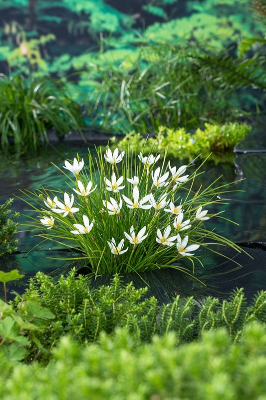 Zephyranthes candida 20cm 9cm Pot