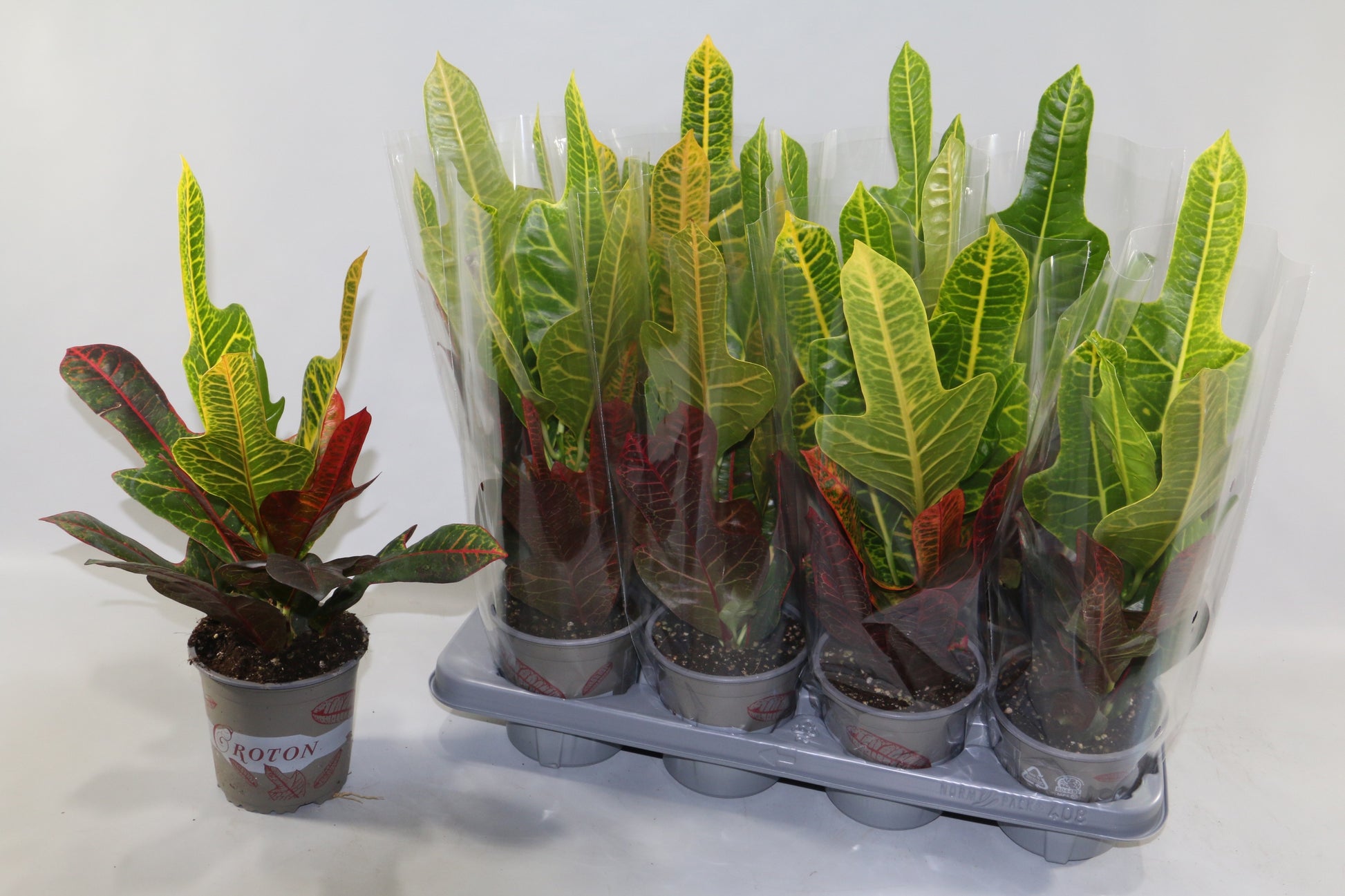 Codiaeum Excellent 35cm 13cm Pot