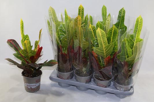 Codiaeum Excellent 35cm 13cm Pot