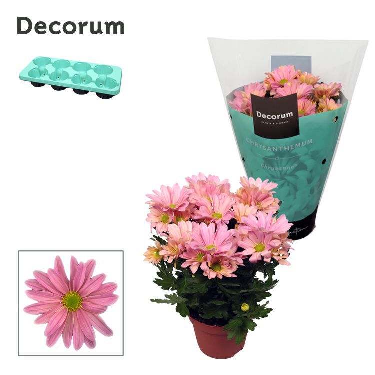 Chrysanthemum Breeze Princess 25cm 13cm Pot
