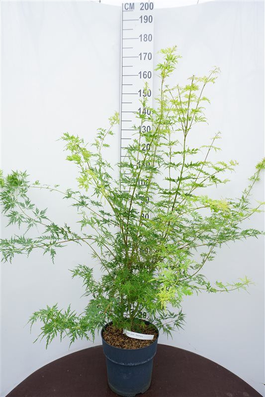 Acer Seiryu 105cm 29cm Pot
