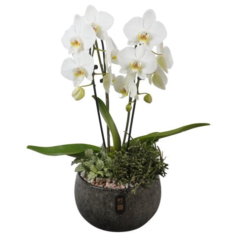 PTIB5350 Arrangementen kamerplanten 56cm 23cm Pot