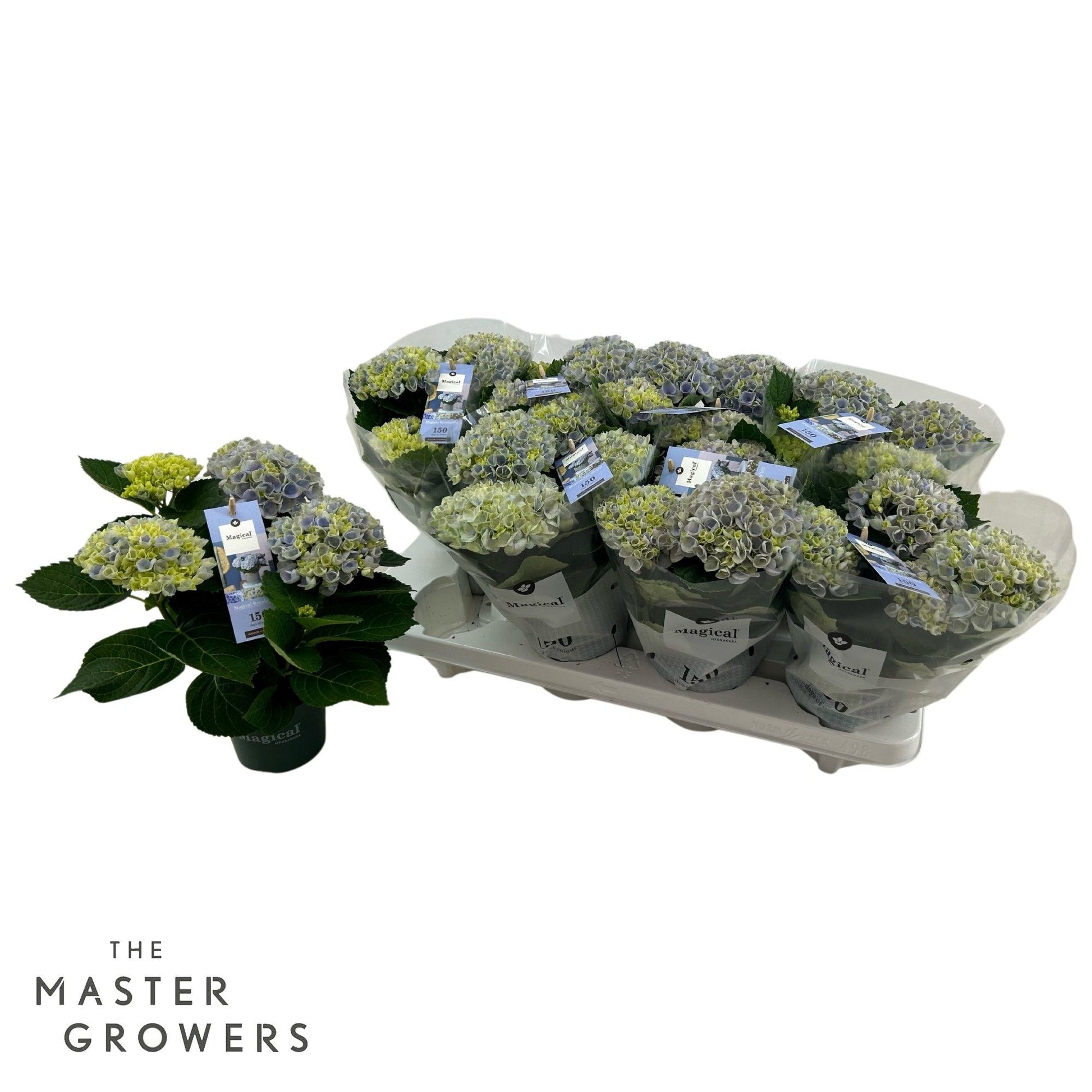 Hydrangea macrophylla Magical Revolution blue 25cm 510cm Pot