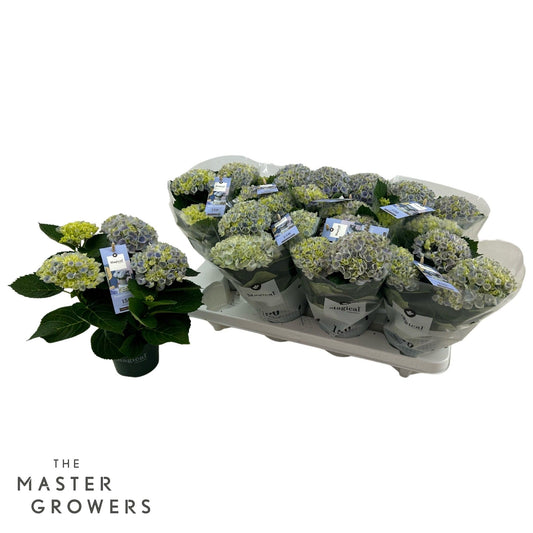 Hydrangea macrophylla Magical Revolution blue 25cm 510cm Pot