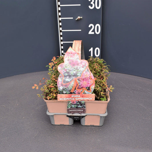 Acaena mic. Kupferteppich 6-pack 5cm 9cm Pot