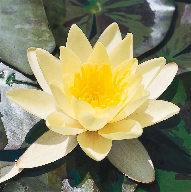 Nymphaea geel 40 cm mand moederplant 60cm 40cm Pot