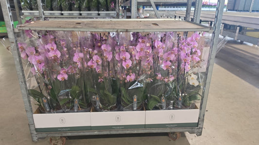 Phalaenopsis Murray 65cm 21cm Pot