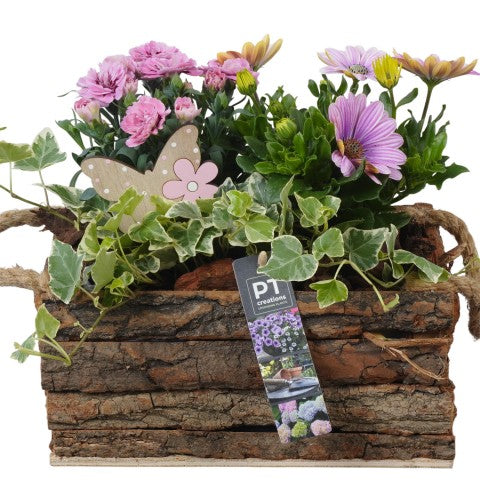 PTPP6993 Arrangementen Perkplanten 24cm 24cm Pot