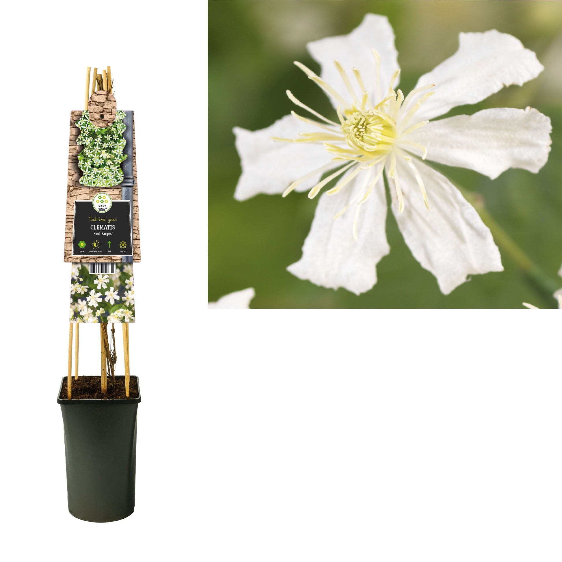 Clematis vit. Paul Farges 75cm 17cm Pot