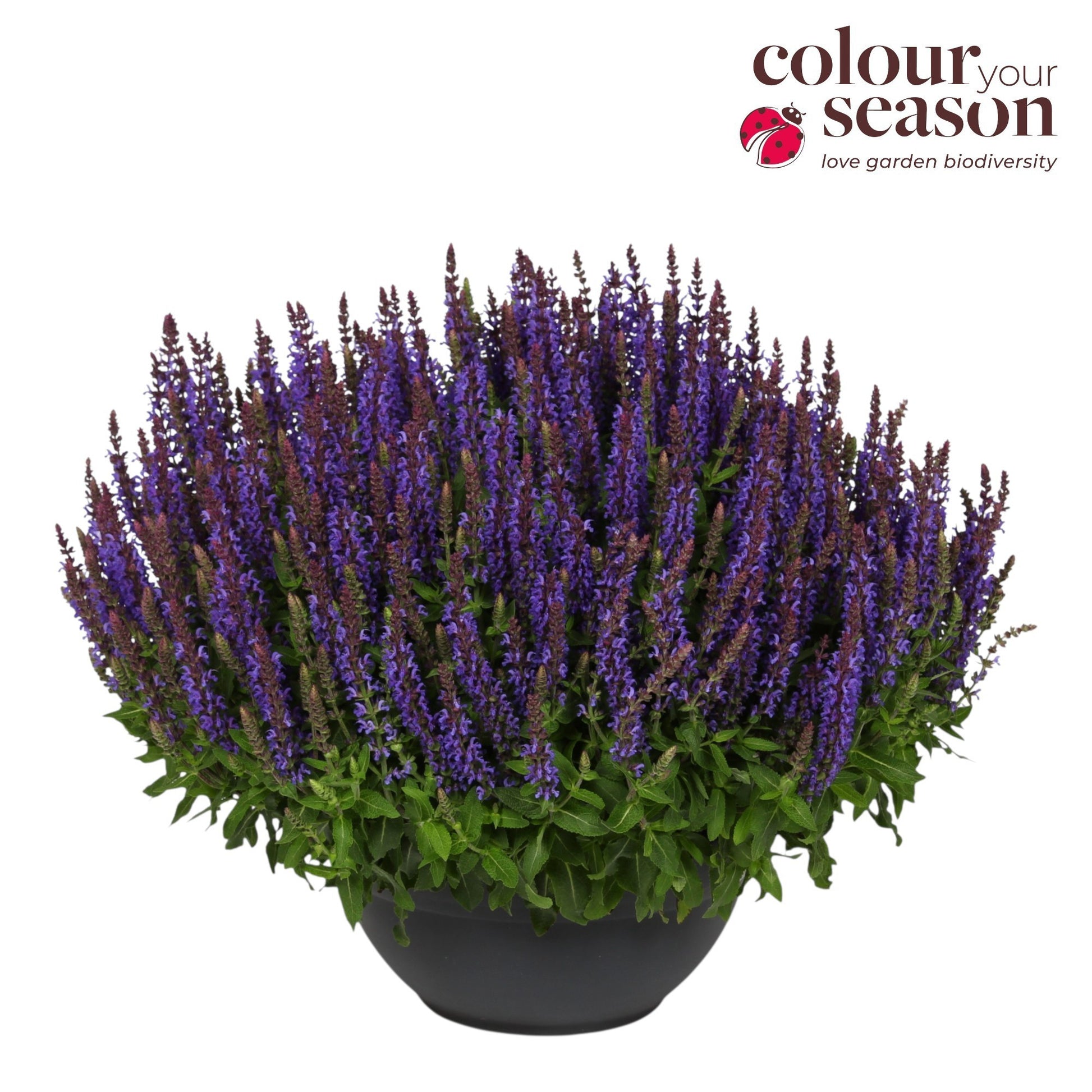 Salvia Sensation Deep Blue 40cm 30cm Pot