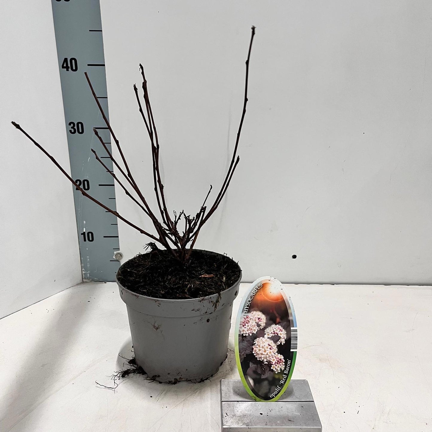 Physocarpus opulifolius 35cm 17cm Pot