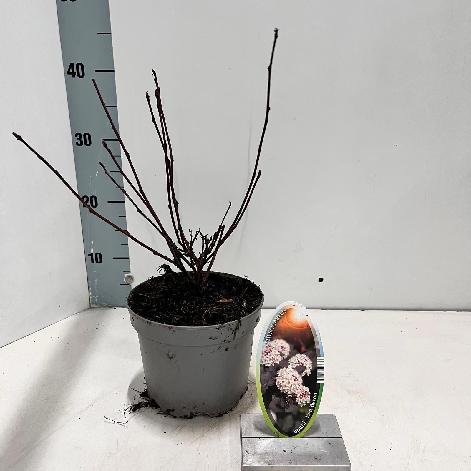 Physocarpus opulifolius 35cm 17cm Pot