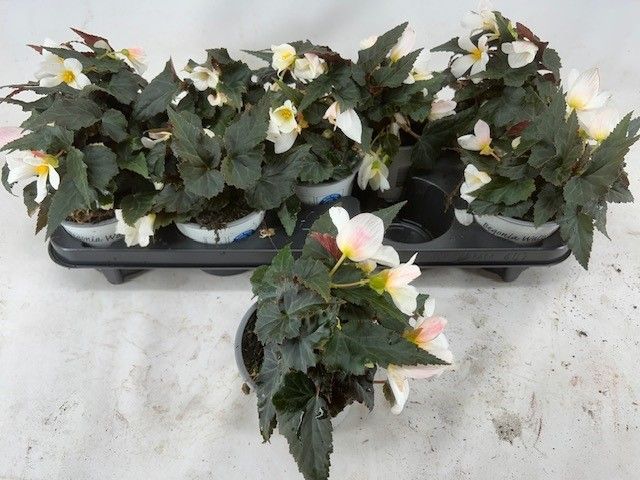 Begonia Waterfall Dreams Bicolour 20cm 12cm Pot