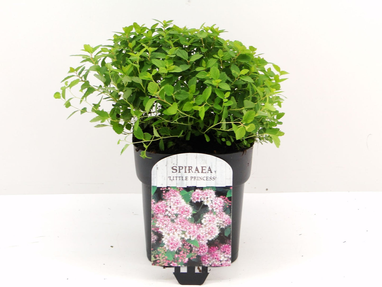 Spiraea jap. Little Princess 25cm 17cm Pot