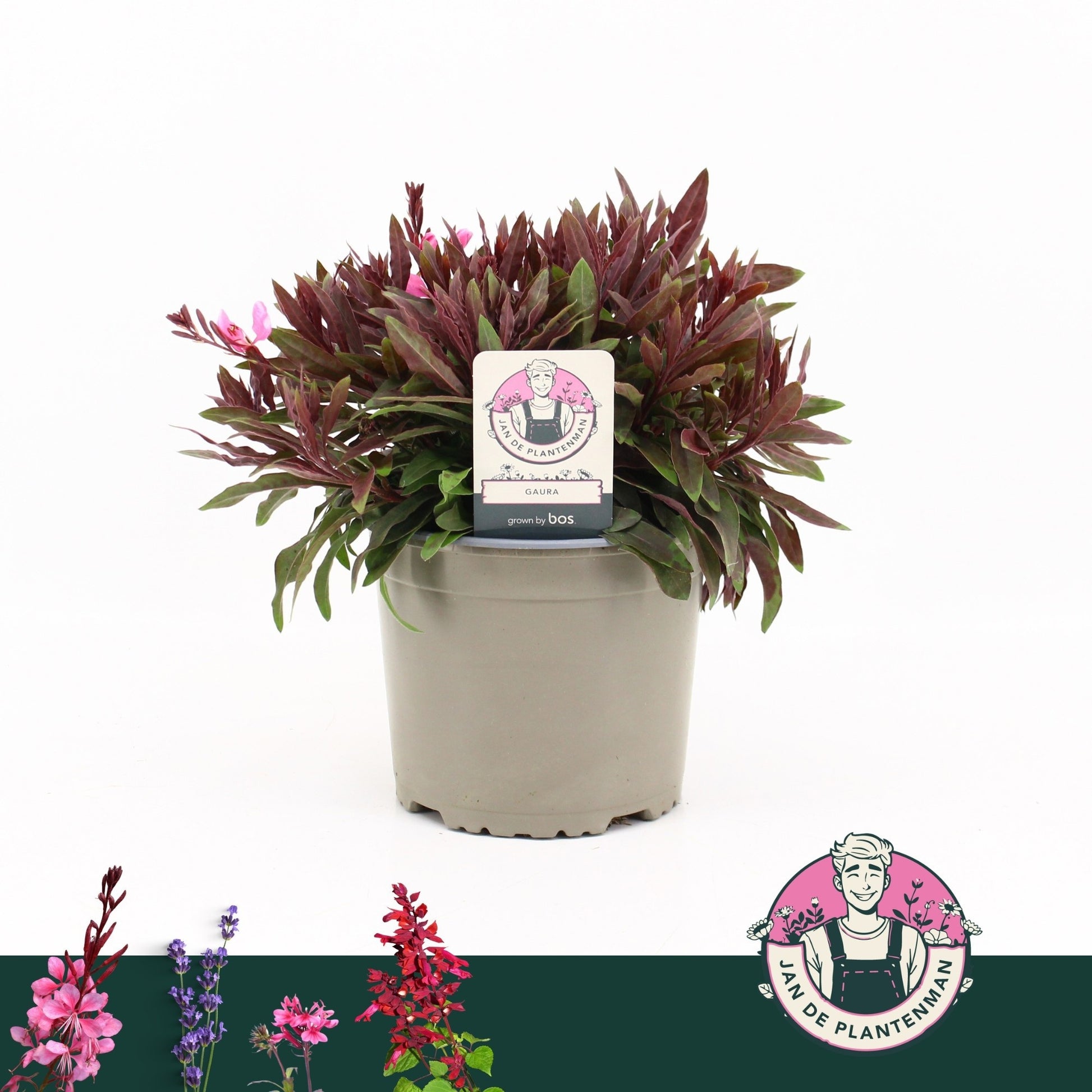 Gaura Gaudi Rose 30cm 17cm Pot