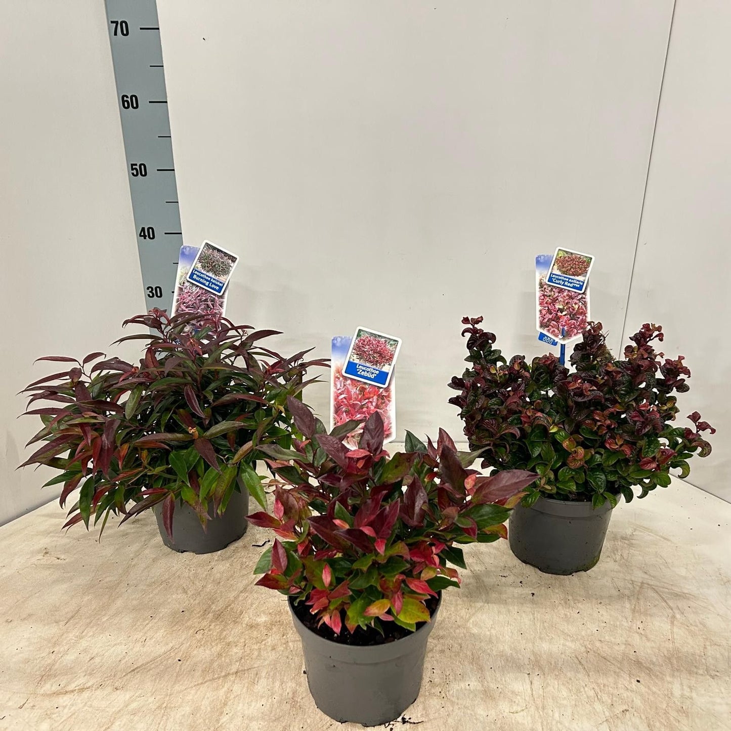Leucothoe mix 25cm 17cm Pot