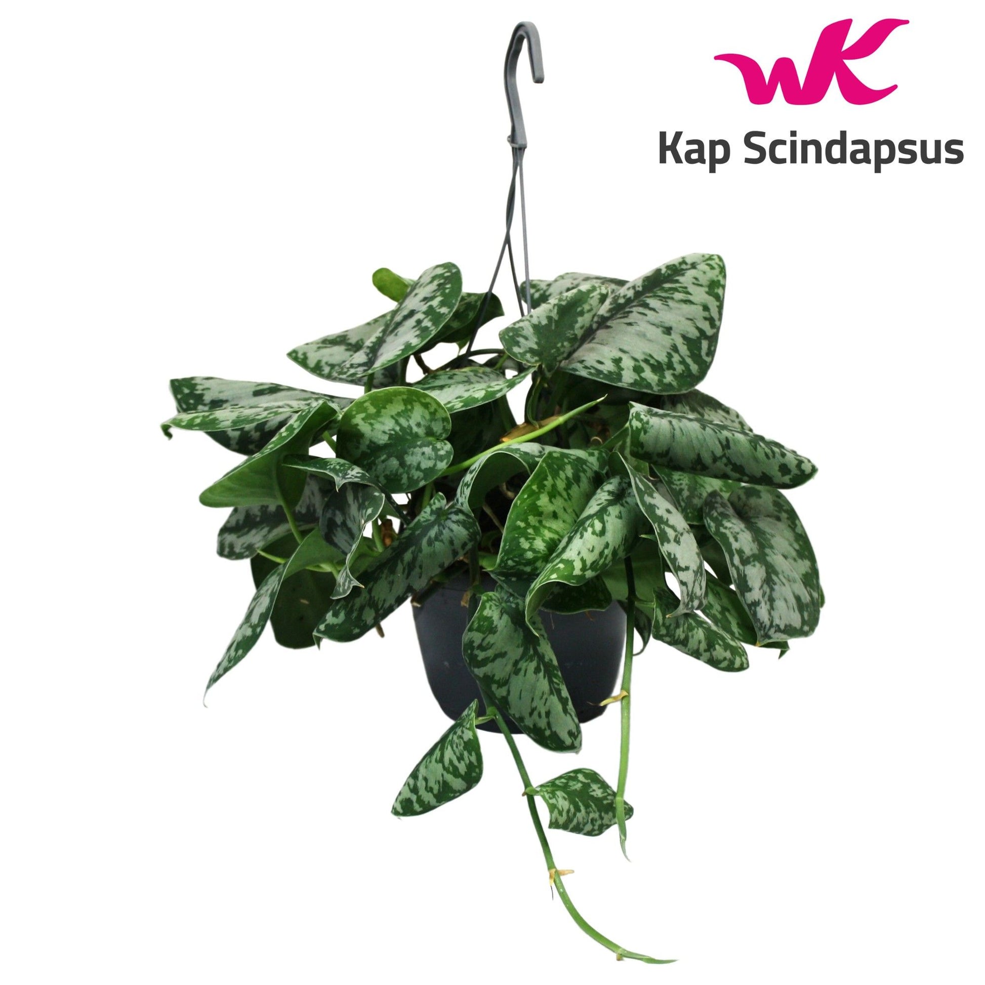 Scindapsus pic. Trebie 35cm 15cm Pot