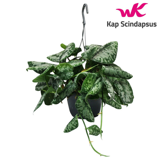 Scindapsus pic. Trebie 35cm 15cm Pot